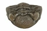 Wide, Enrolled Eldredgeops Trilobite Fossil - Ohio #188913-1